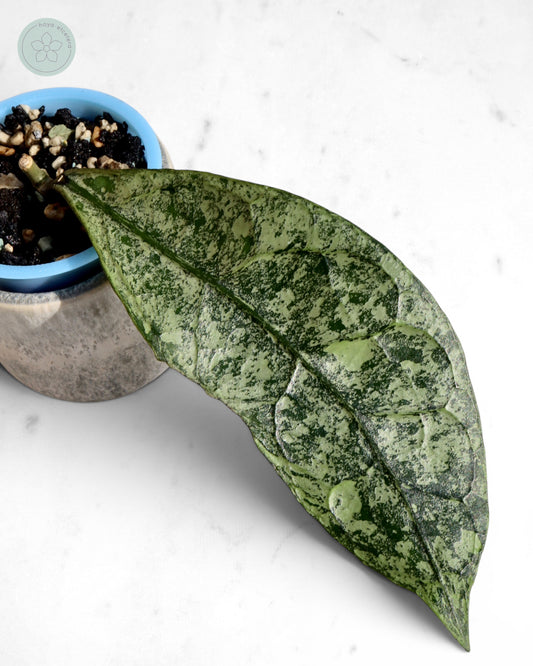Hoya clemensiorum (Borneo silver) 🌱 cutting