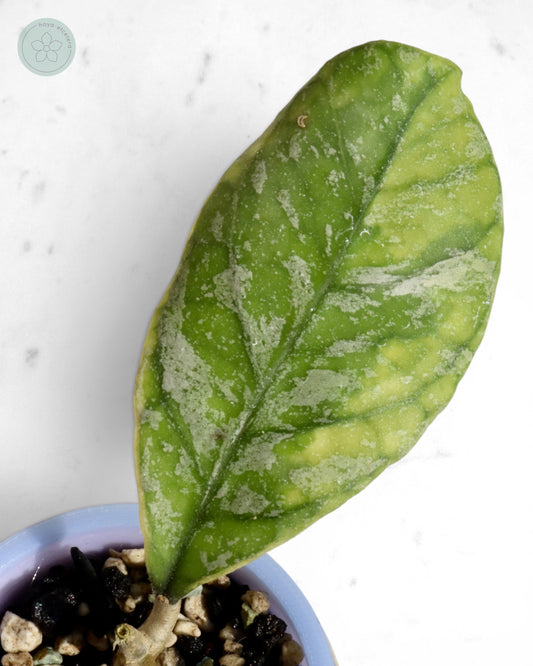 Hoya AH0001 (albo) 🌱 cutting