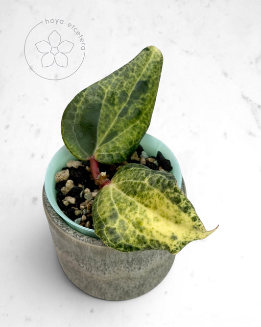 Hoya 'Fantasy' 🌱 cutting