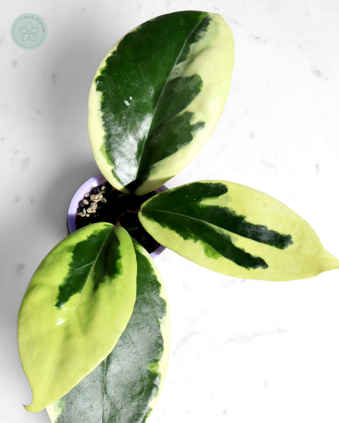 Hoya ilagiorum (albo)