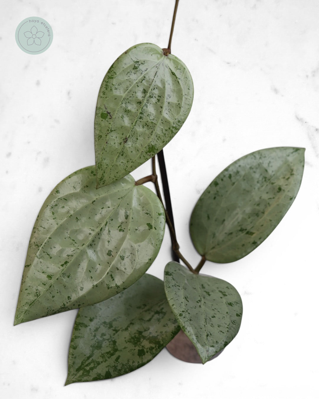 Hoya glabra 'Gin' (silver)