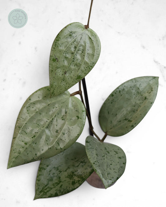 Hoya glabra 'Gin' (silver)