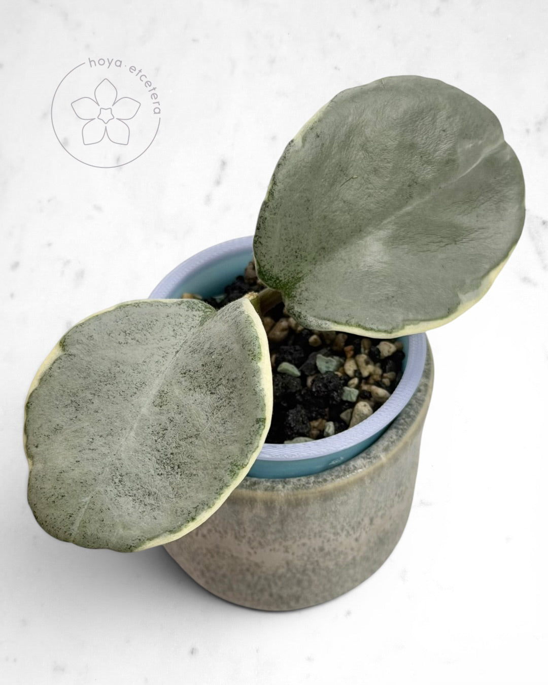 Hoya carnosa 'Argentea Picta' 🌱 cutting