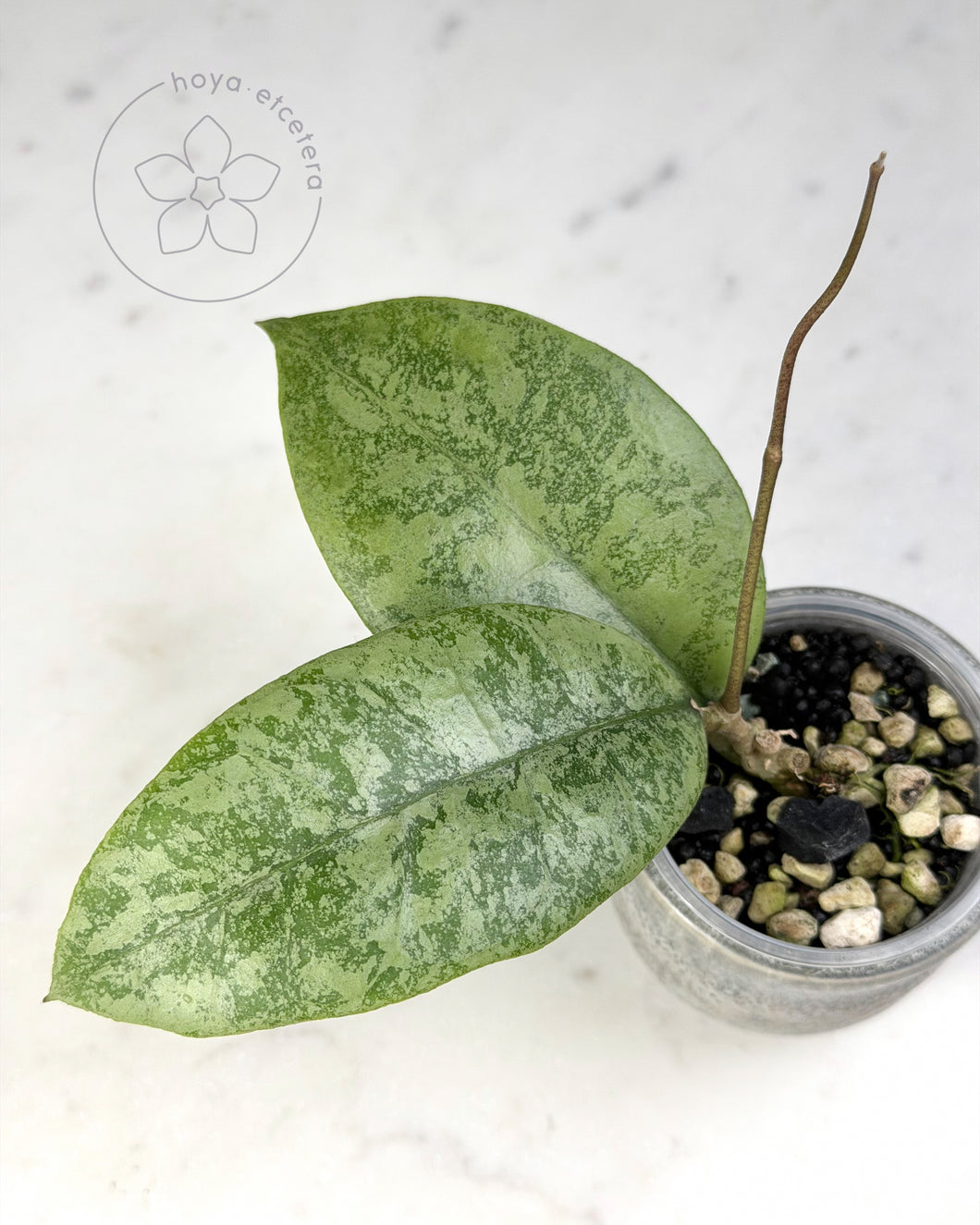 Hoya sp. Gunung Gading (Borneo silver)