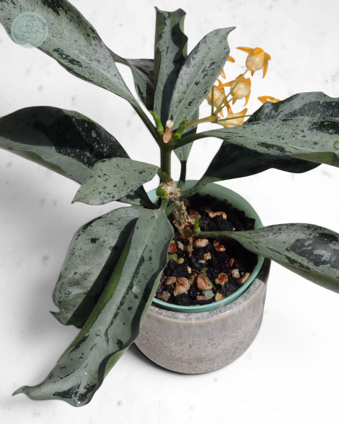 Hoya occultata (silver)