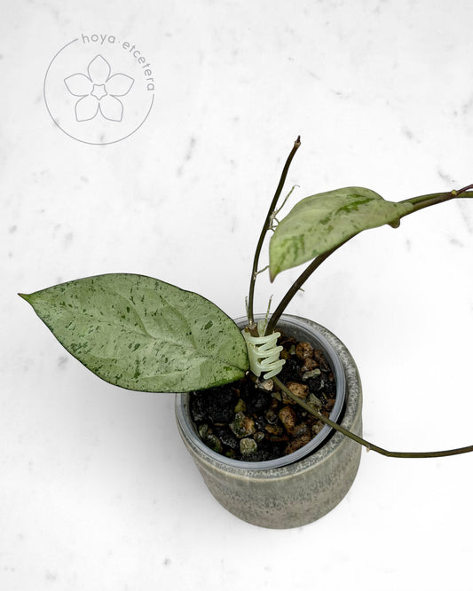 Hoya 'Snowman'