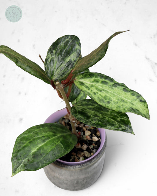 Hoya 'Crocodile'