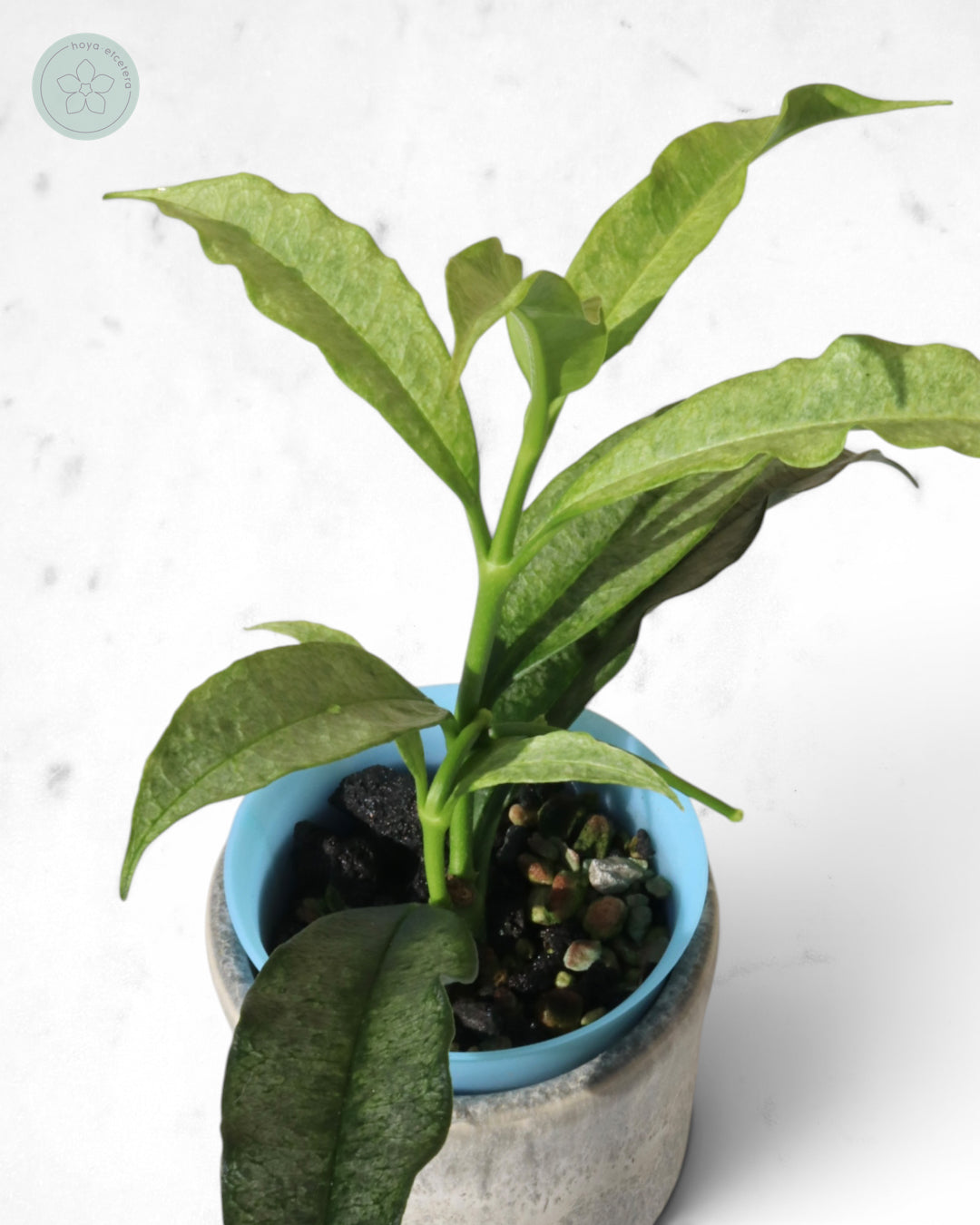 Hoya irisae (silver)