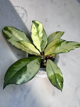 Load image into Gallery viewer, Hoya crassipetiolata (inner variegated)
