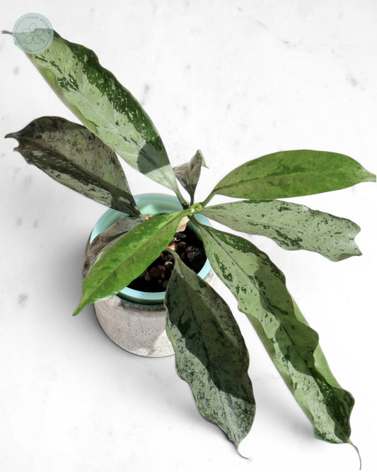 Hoya occultata (silver)