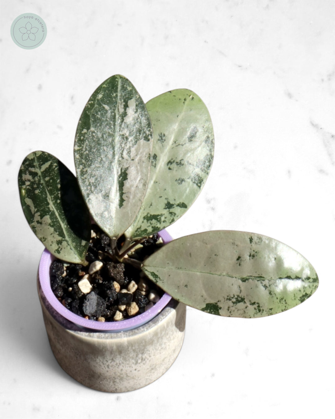 Hoya elliptica (silver)
