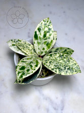 Load image into Gallery viewer, Hoya carnosa &#39;Madara&#39; (Snow Angel) top
