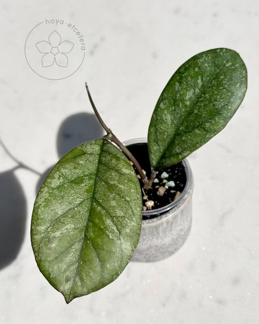 FREE Ice Seedling cutting on $500+ orders (code FREE500)