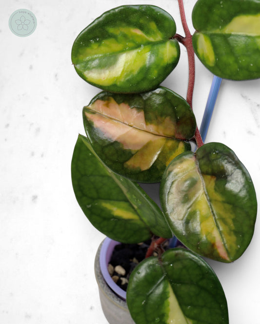 Hoya 'Momo' 🌱 cutting