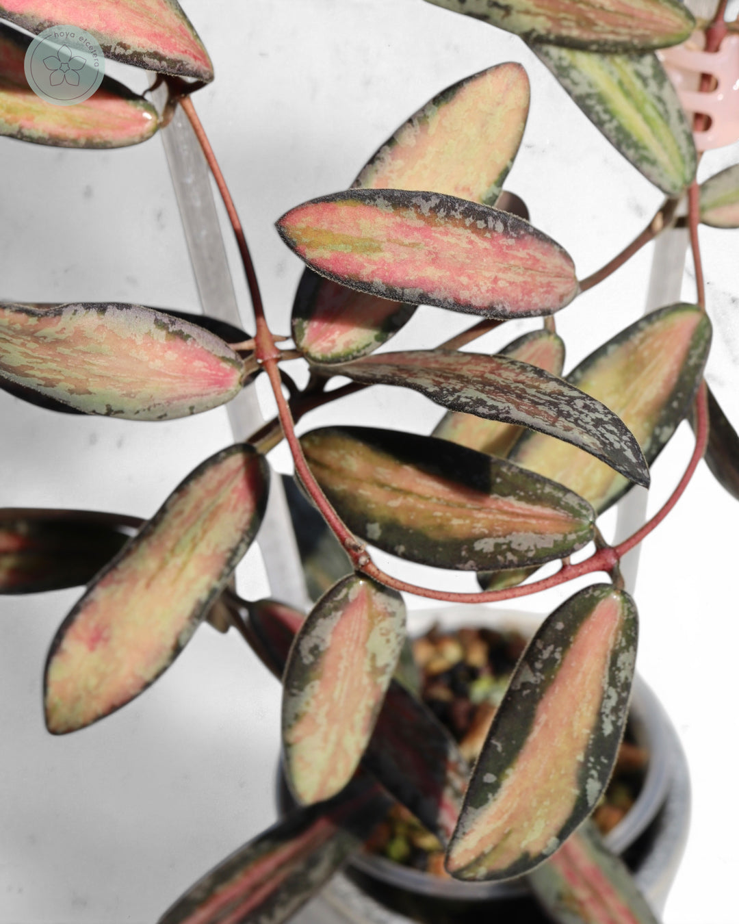 Hoya sigillatis (variegated splash)