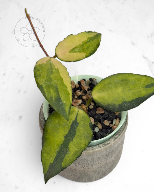 Hoya caudata (variegated)