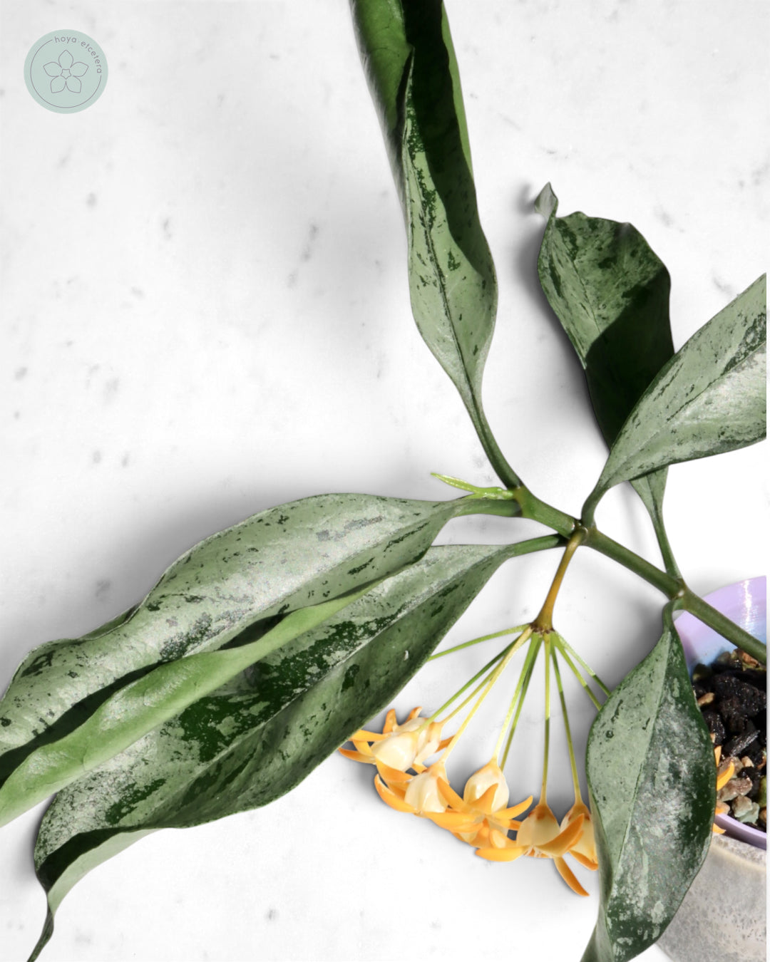 Hoya occultata (silver)