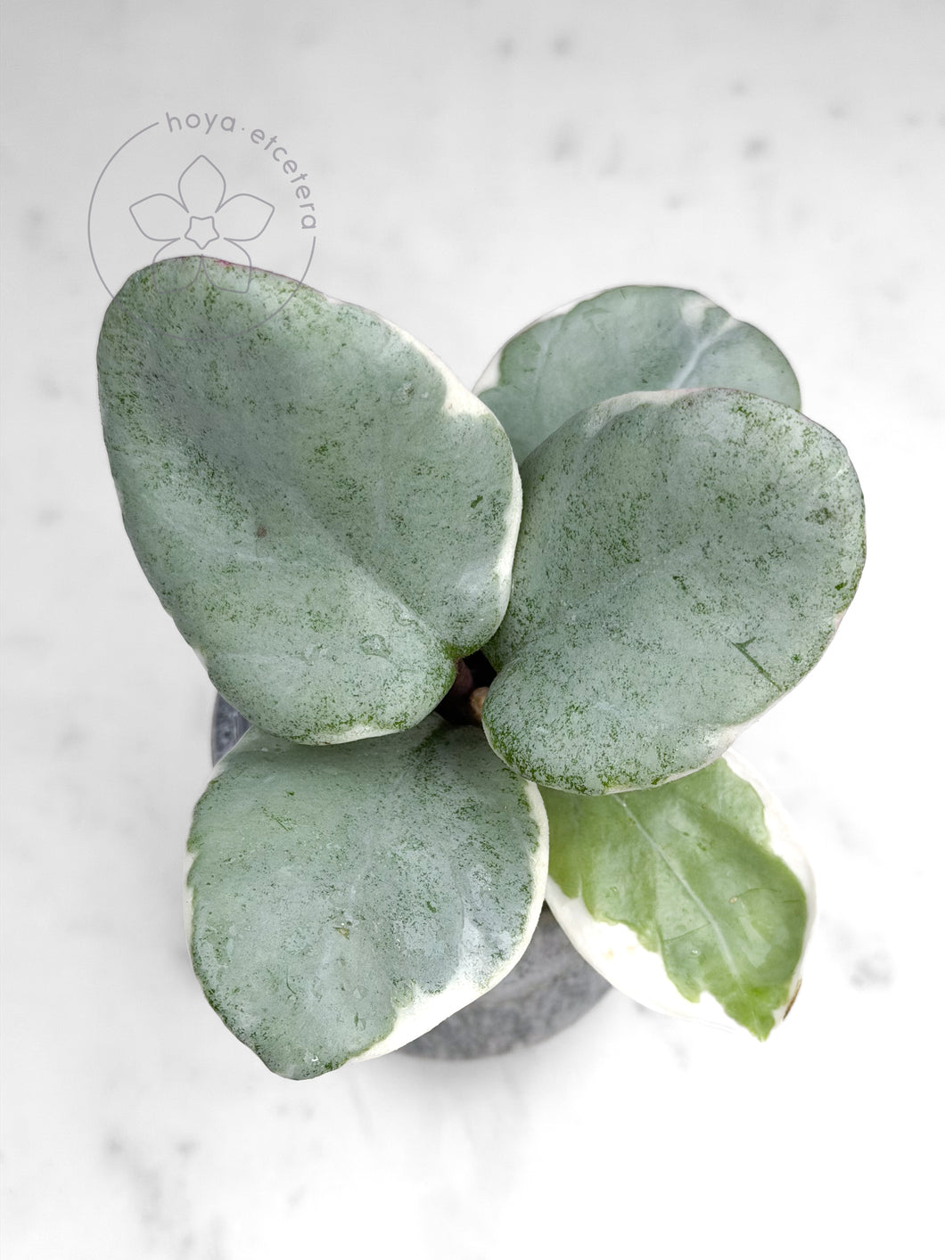 Hoya carnosa 'Argentea Picta'