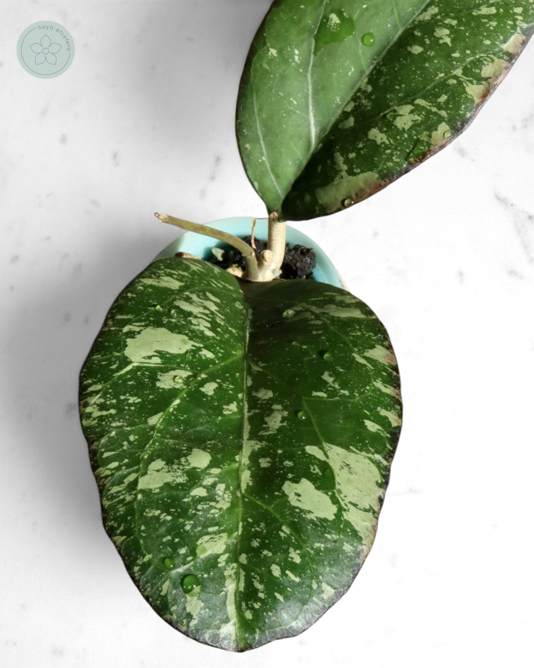 Hoya nervosa x 'Joy' (splash)