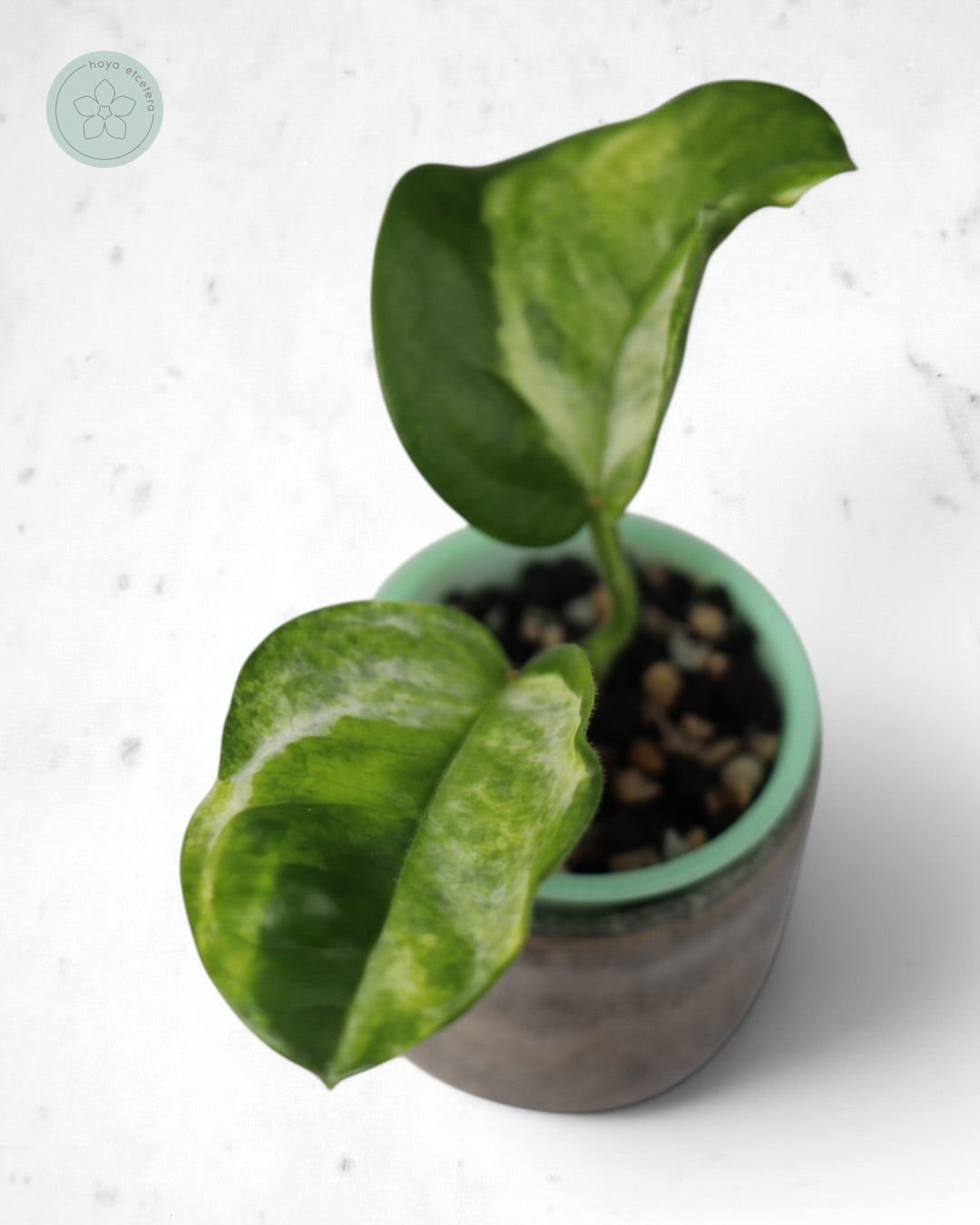 Hoya australis (peridot)