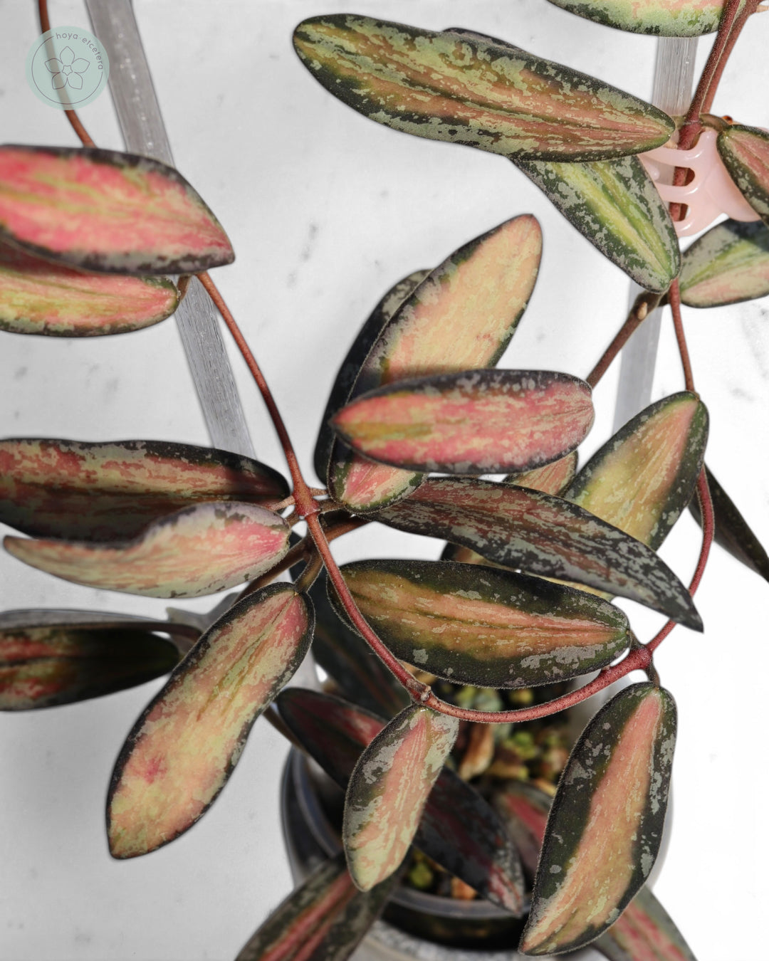 Hoya sigillatis (variegated splash)