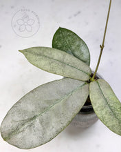 Charger l&#39;image dans la galerie, Hoya mitrata (Borneo silver)
