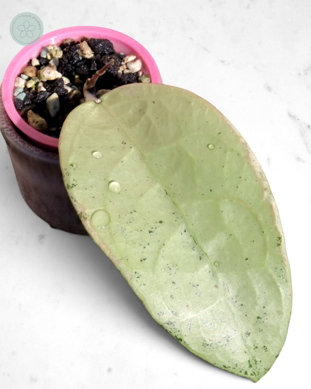 Hoya 'Emperor' (silver)
