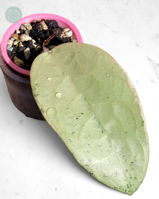 Hoya 'Emperor' (silver)
