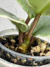 Load image into Gallery viewer, Hoya carnosa &#39;Argentea Picta&#39;
