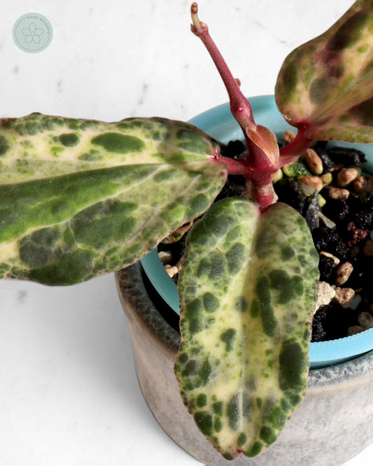 Hoya 'Swiffer’s Nightmare'