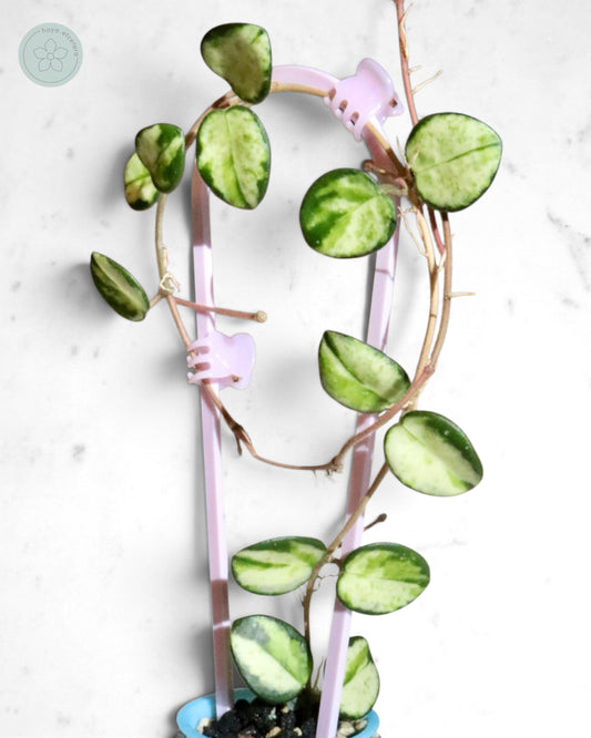 Hoya 'Mathilde' (variegated)