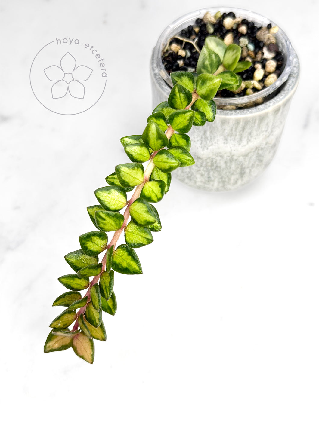 Hoya chinghungensis (variegated)