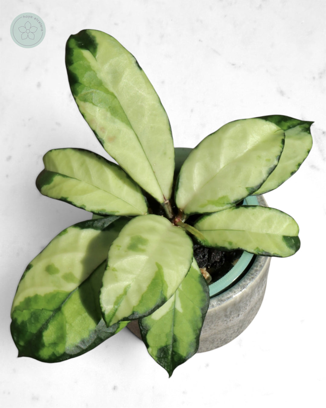 Hoya crassipetiolata (variegated)