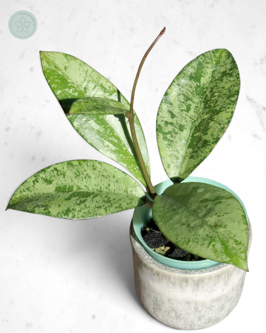 Hoya crassipetiolata (silver)