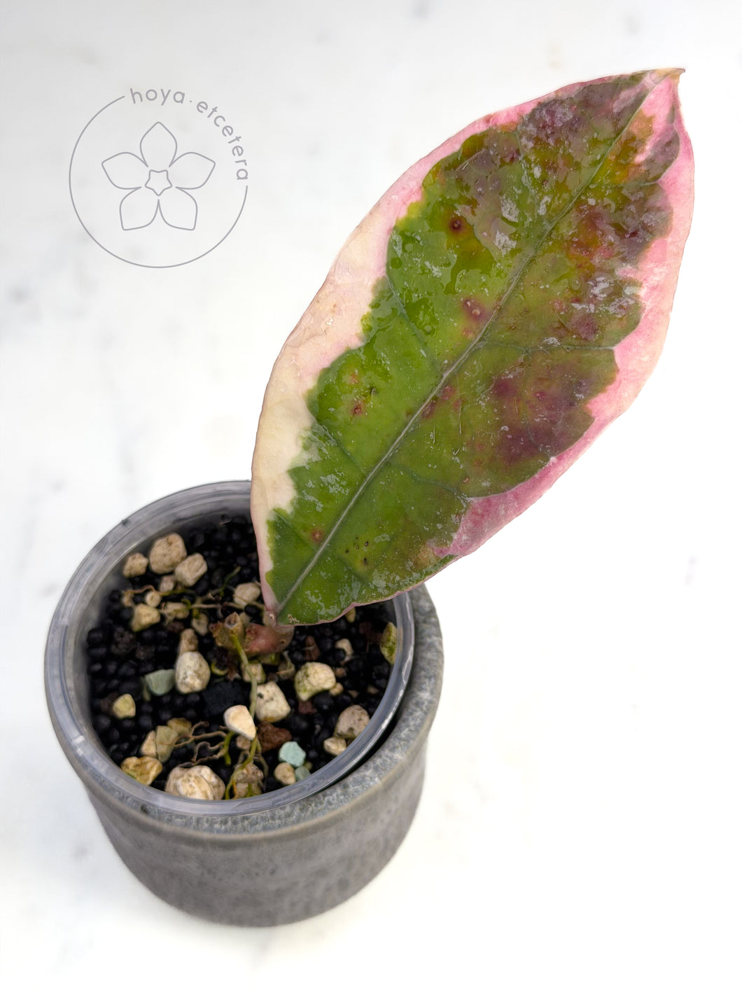 Hoya 'Teddy Bear' (albo) 🦄