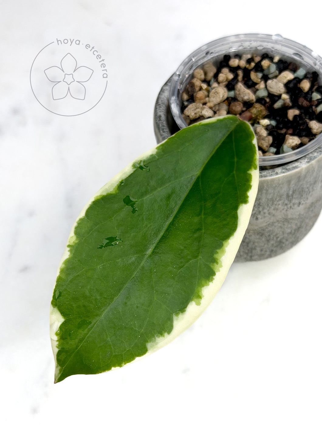 Hoya ilagiorum (albo) 🦄