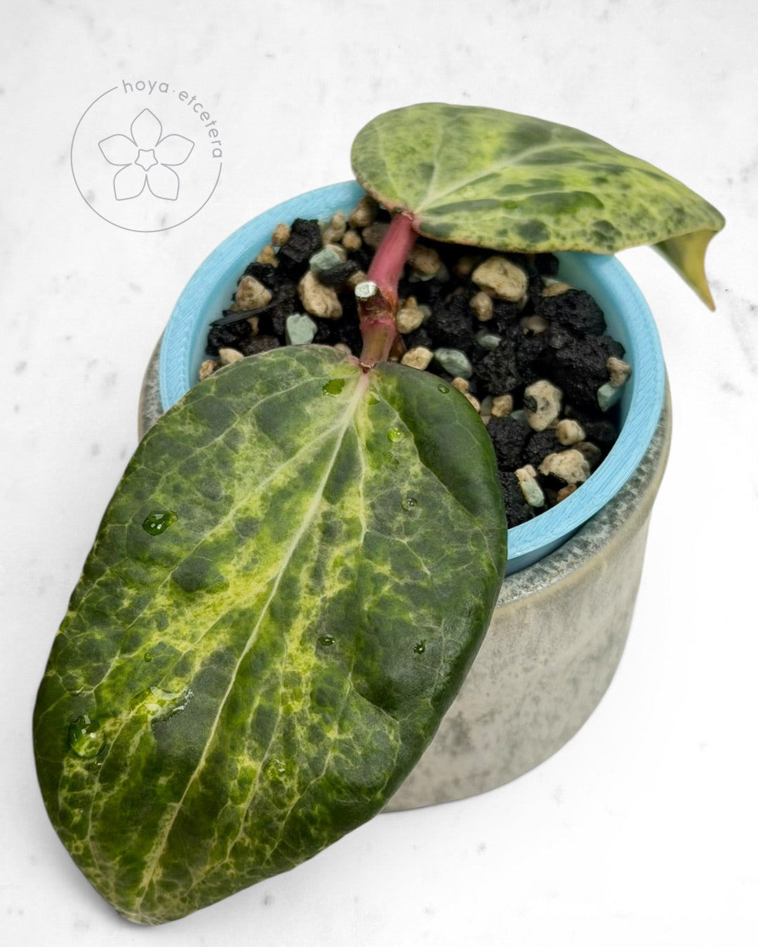 Hoya 'Swiffer’s Nightmare' 🌱 cutting