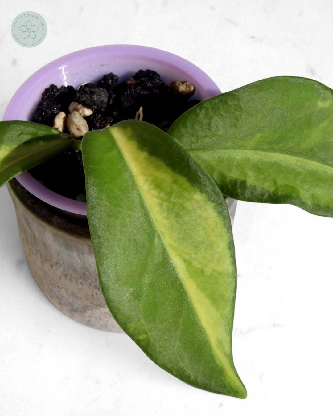 Hoya pimenteliana (variegated)