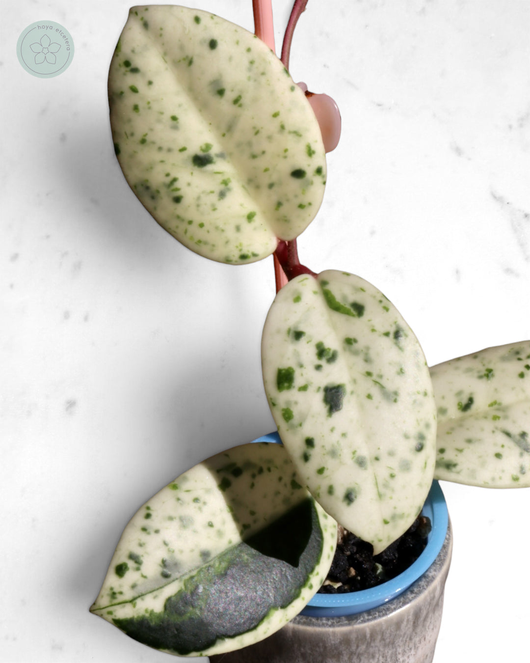 Hoya carnosa 'Madara' (Snow Angel)