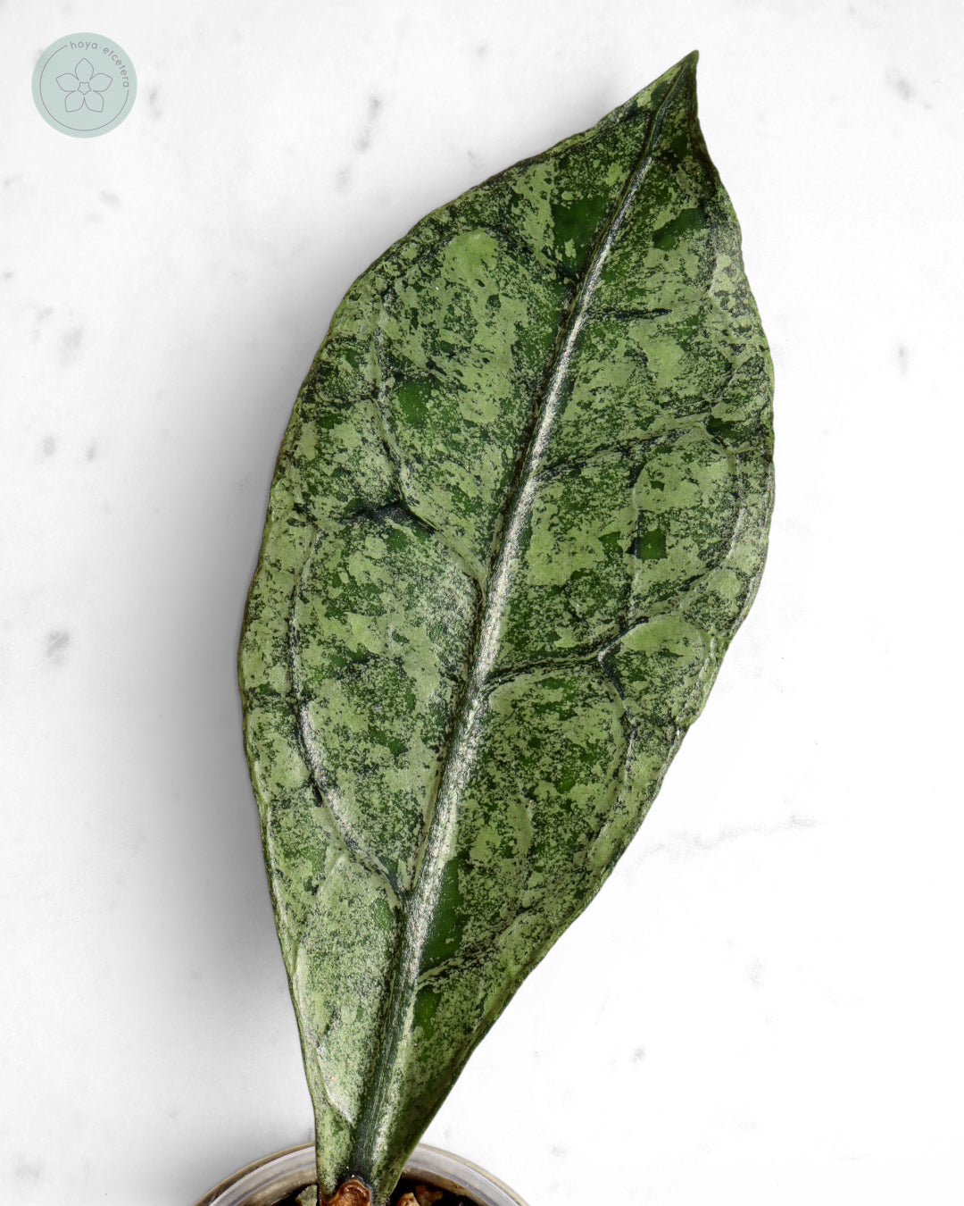 Hoya clemensiorum (Borneo silver)