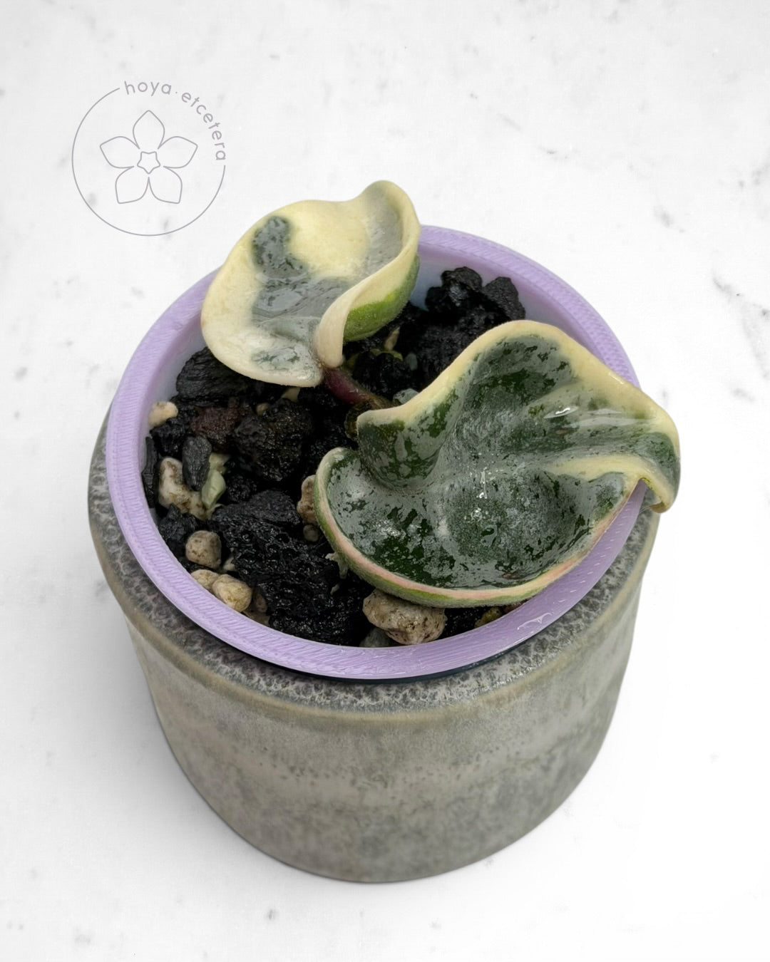 Hoya compacta 'Oblak'