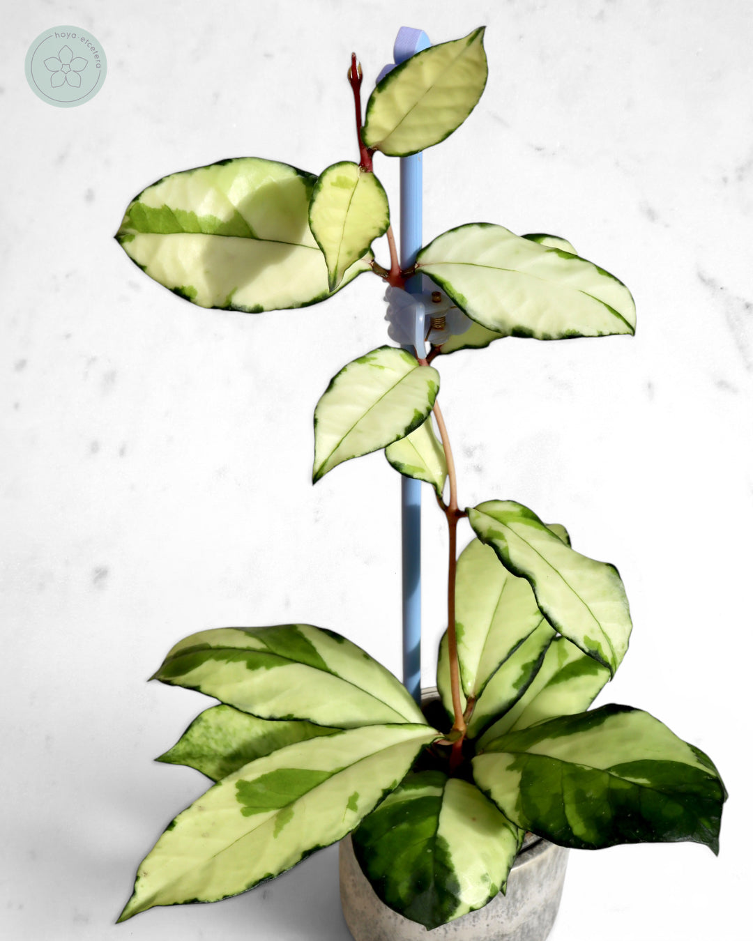 Hoya crassipetiolata (variegated)