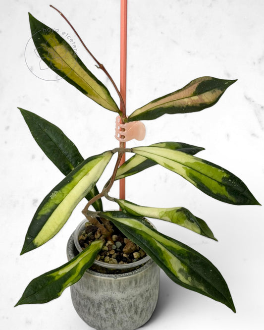 Hoya rigidifolia (variegated)