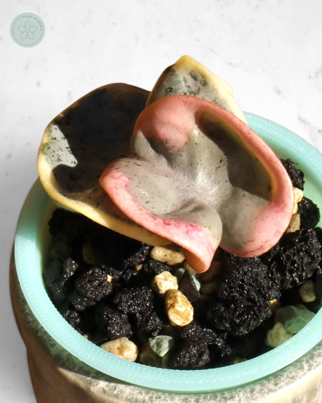 Hoya compacta 'Oblak'