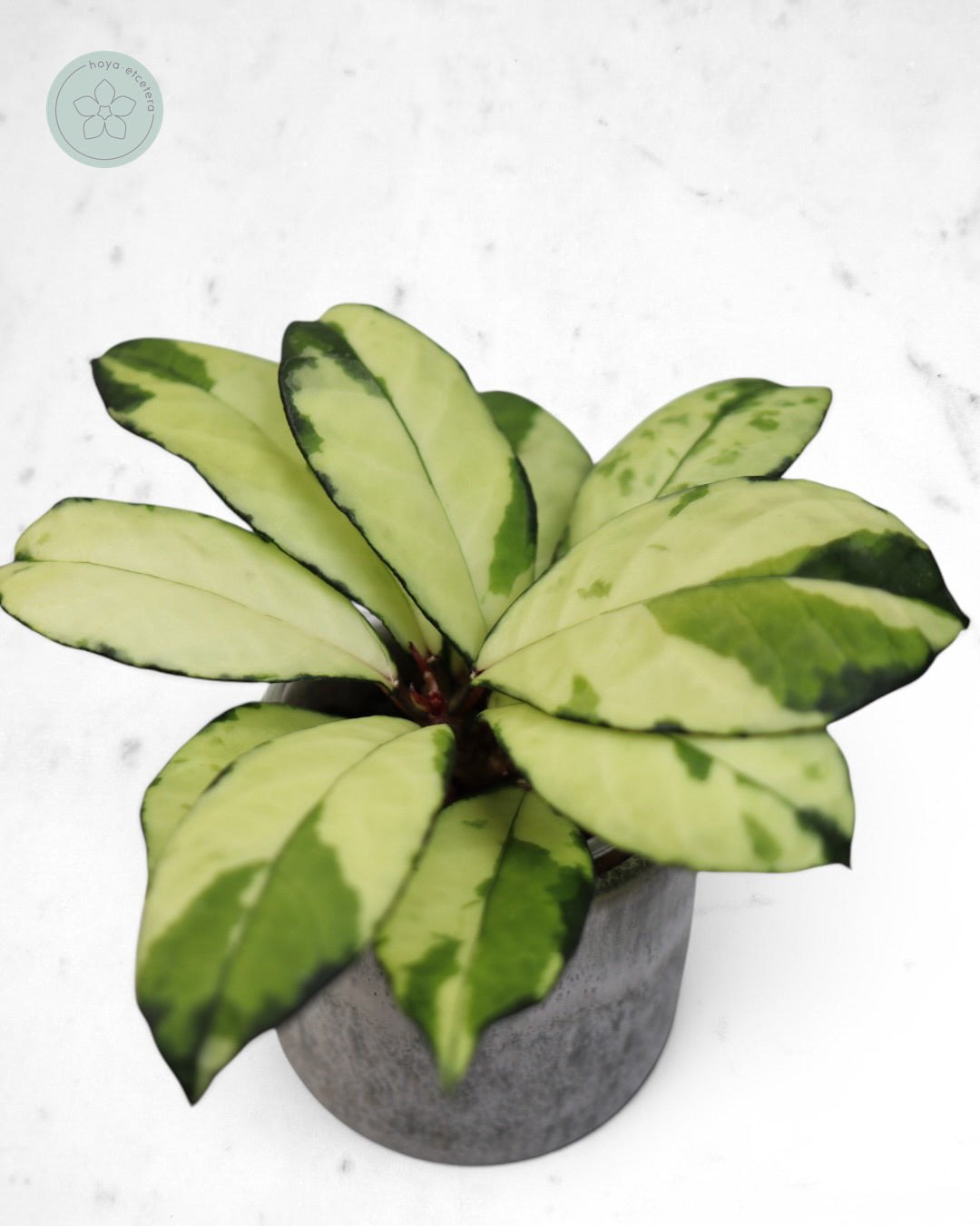 Hoya crassipetiolata (variegated)