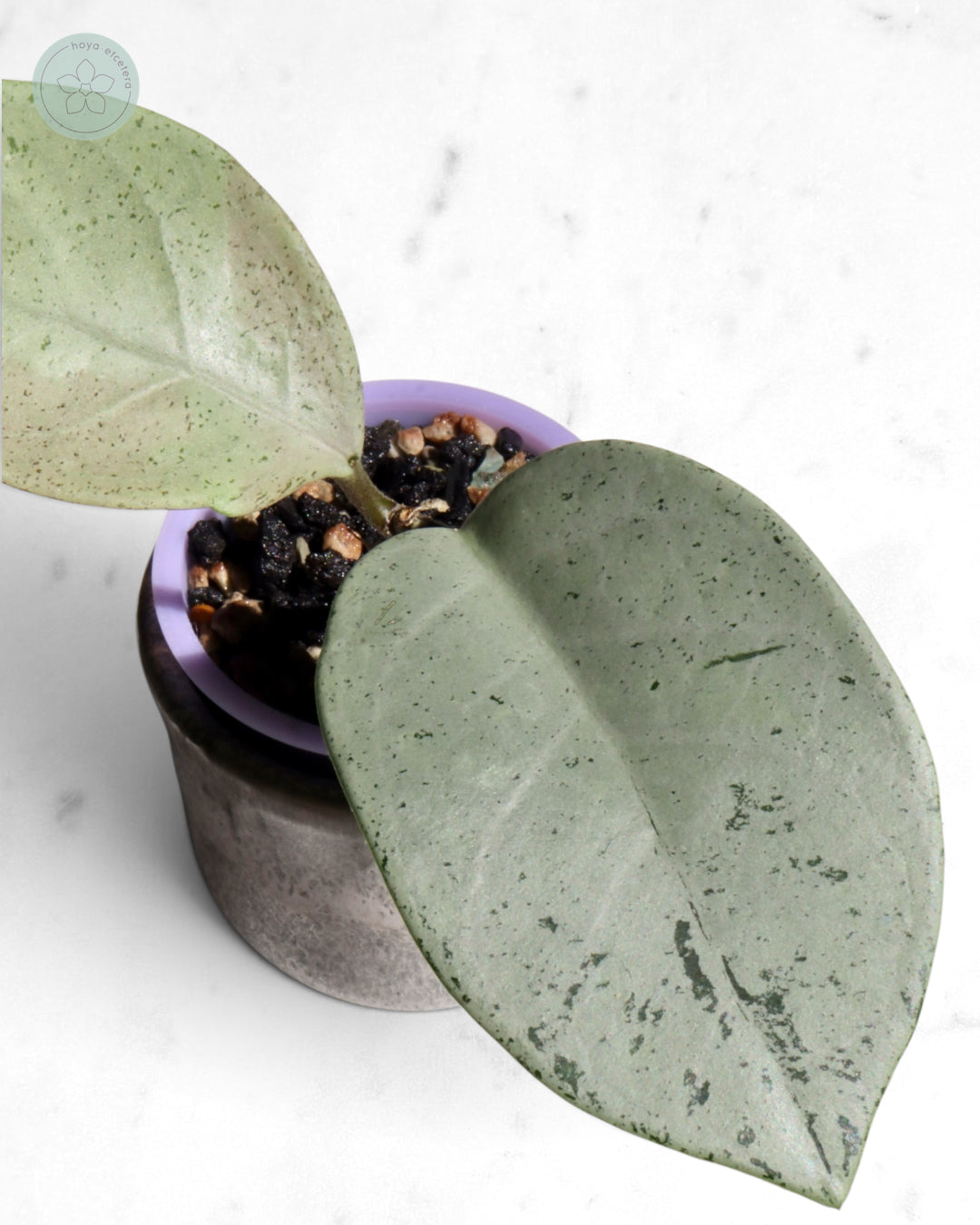 Hoya 'Stardust' (silver)
