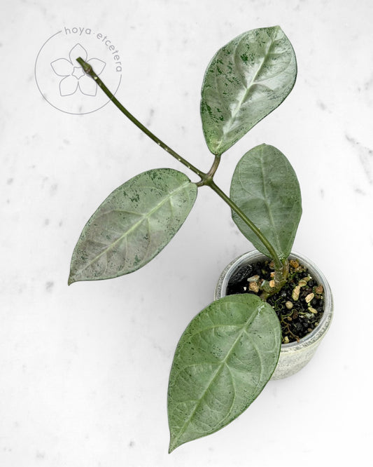 Hoya sp. Lai Chau (silver)