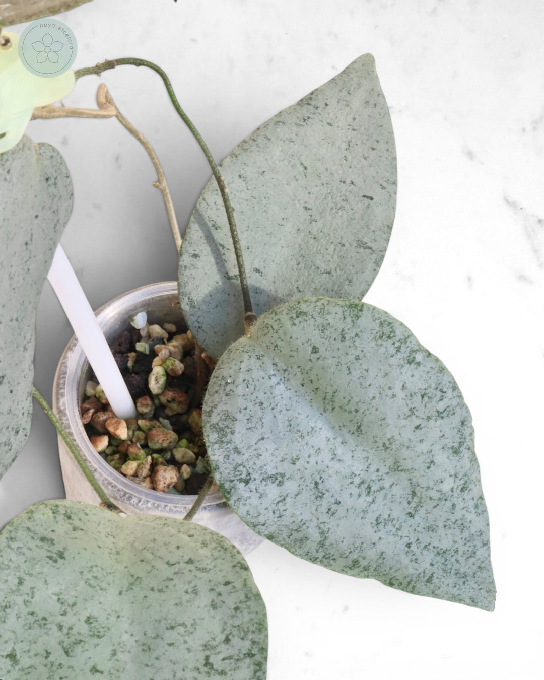 Hoya caudata 'Argene'
