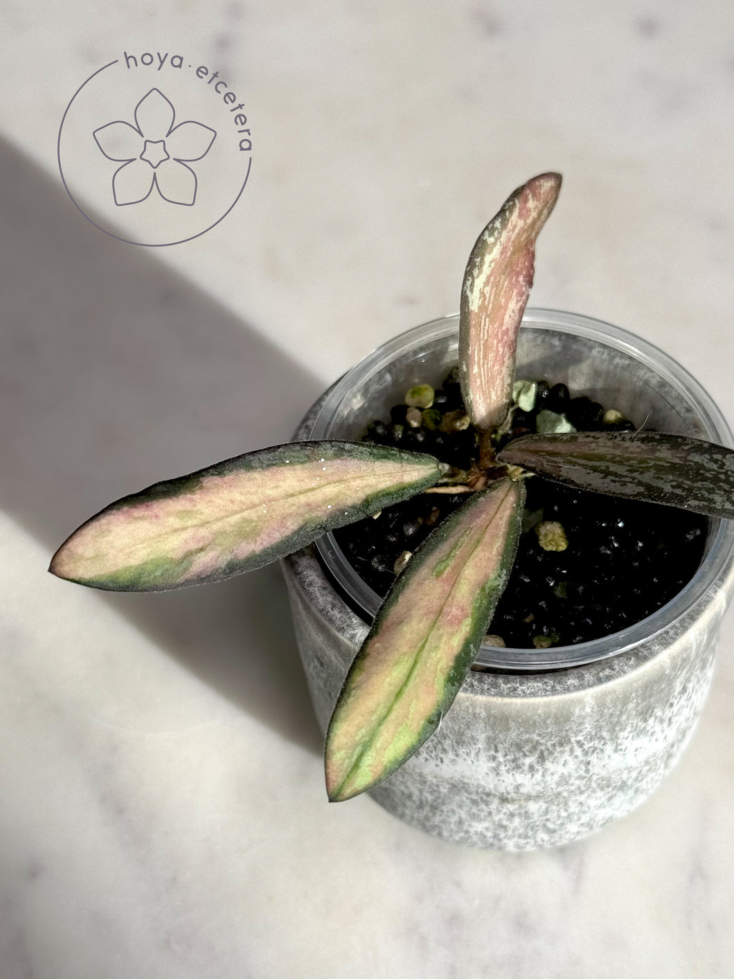 Hoya sigillatis (inner variegated splash)