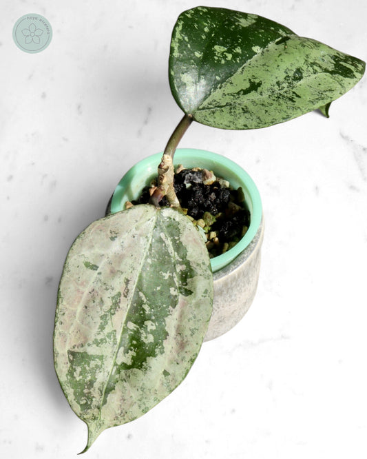 Hoya latifolia 'MRH'